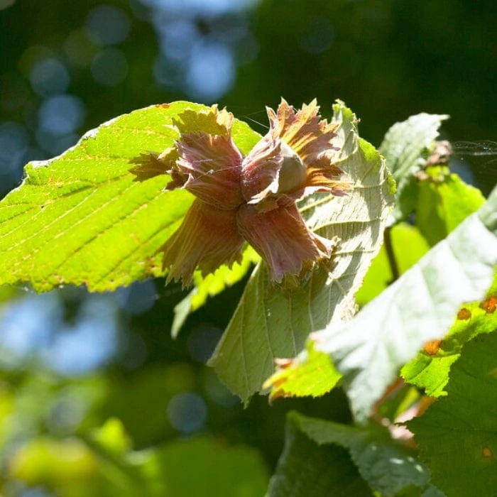 'Cosford' Cobnut Tree | Corylus Avellana 4 'Cosford' Cobnut Tree | Corylus Avellana - Image 2