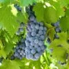 'Boskoop Glory' Seedless Outdoor Grape Vine 2 'Boskoop Glory' Seedless Outdoor Grape Vine -Roots fru0072 5