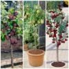 Award Winning Patio Fruit Tree Collection | Cherry, Pear & Plum | Growers' Choice 1 Award Winning Patio Fruit Tree Collection | Cherry, Pear & Plum | Growers' Choice -Roots fruit collection