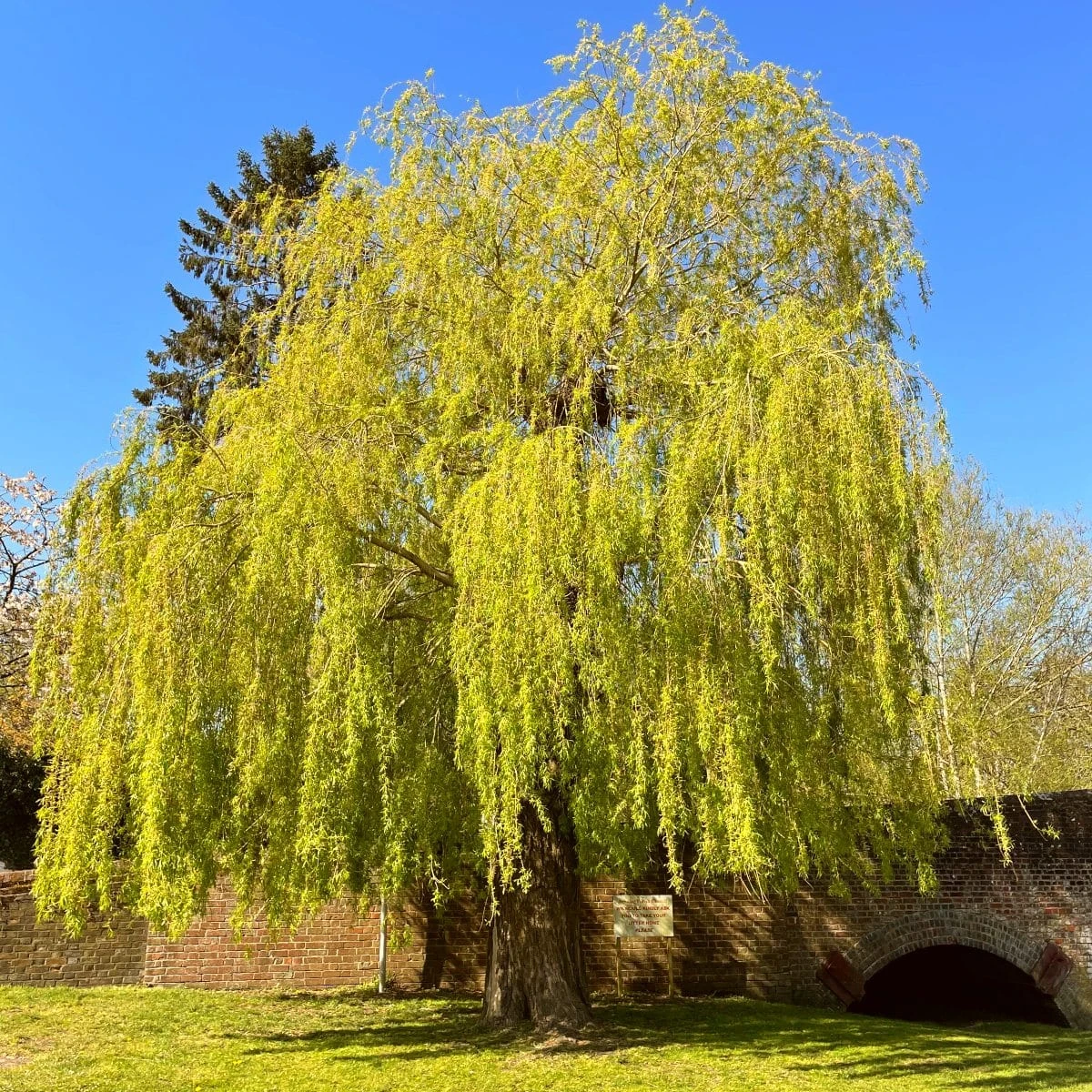 Golden Weeping Willow Tree | Salix Chrysocoma 3 Golden Weeping Willow Tree | Salix Chrysocoma