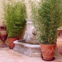 Golden Bamboo | Phyllostachys Aurea 12 Golden Bamboo | Phyllostachys Aurea -Roots goldenbamboo 5