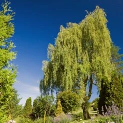 Golden Weeping Willow Tree | Salix Chrysocoma 18 Golden Weeping Willow Tree | Salix Chrysocoma -Roots goldenweeping1