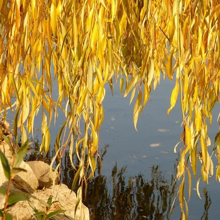 Golden Weeping Willow Tree | Salix Chrysocoma 8 Golden Weeping Willow Tree | Salix Chrysocoma - Image 6
