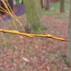 Golden Weeping Willow Tree | Salix Chrysocoma 17 Golden Weeping Willow Tree | Salix Chrysocoma -Roots goldenweepingbranch