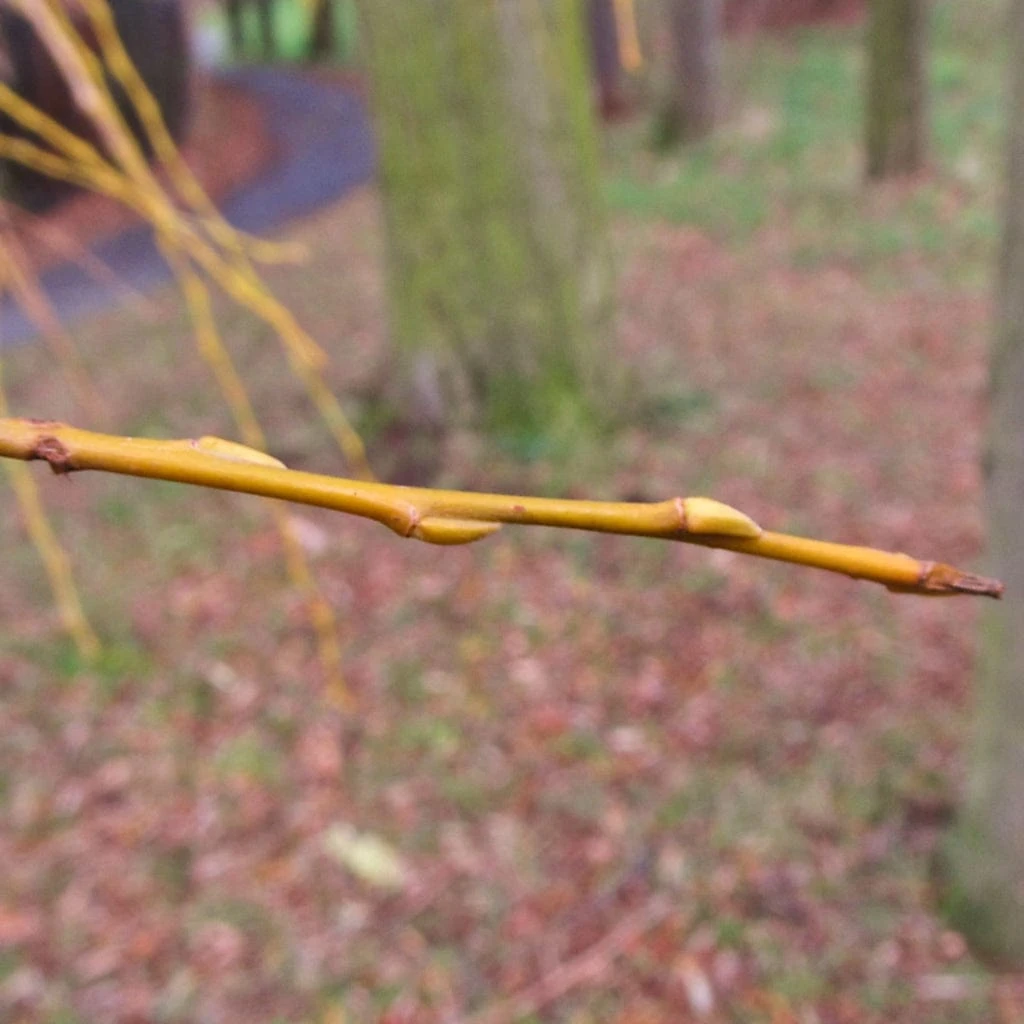 Golden Weeping Willow Tree | Salix Chrysocoma 9 Golden Weeping Willow Tree | Salix Chrysocoma - Image 7