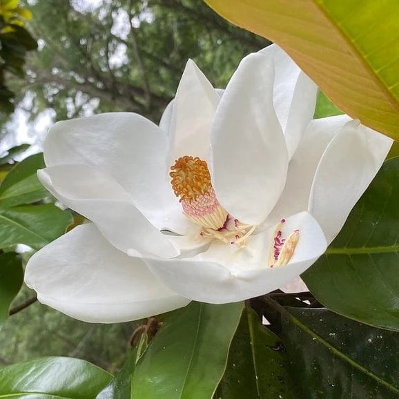 Best Fast Growing Shrubs 4 Best Fast Growing Shrubs - Image 2