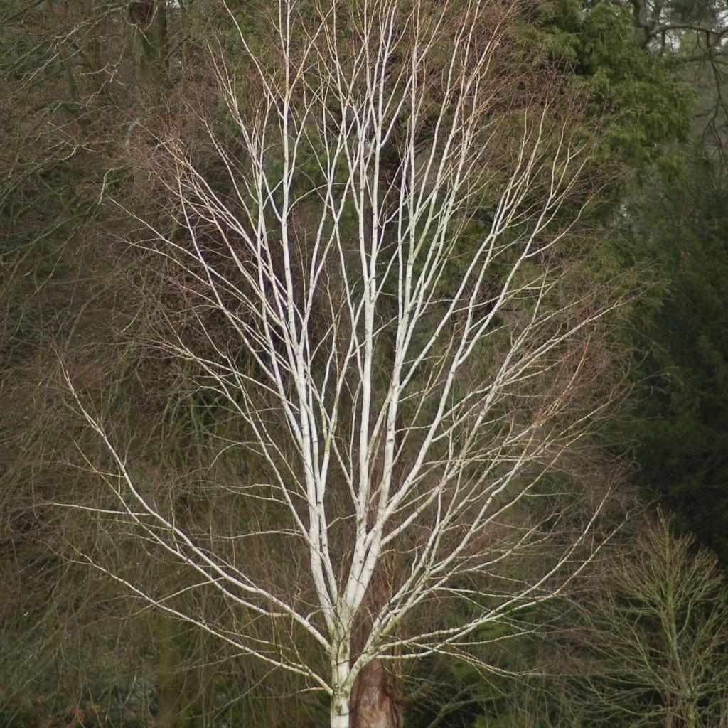 Himalayan Birch Tree | Betula Utilis Jacquemontii 10 Himalayan Birch Tree | Betula Utilis Jacquemontii - Image 8
