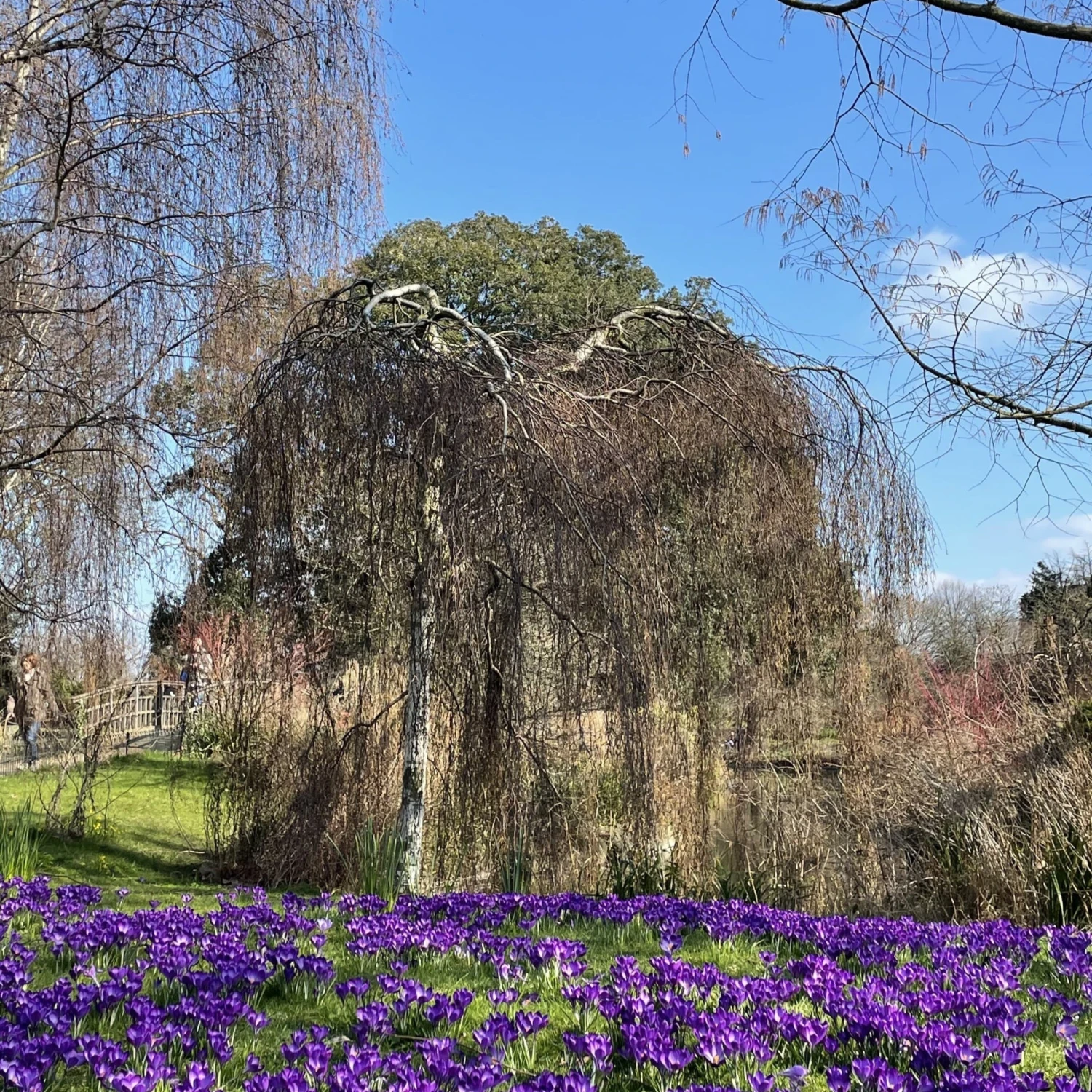Weeping Silver Birch Tree | Betula Pendula Youngii 5 Weeping Silver Birch Tree | Betula Pendula Youngii - Image 3