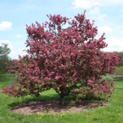 Japanese Crabapple Tree | Malus Floribunda 8 Japanese Crabapple Tree | Malus Floribunda -Roots japanese crabapple tree