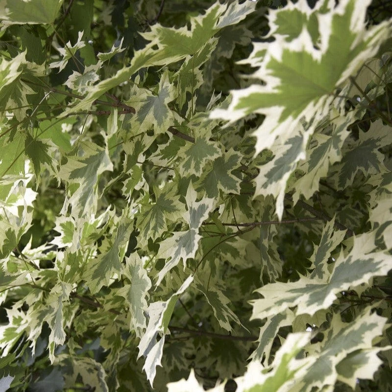 Variegated Norway Maple Tree | Acer Platanoides 'Drummondii' 4 Variegated Norway Maple Tree | Acer Platanoides 'Drummondii' - Image 2