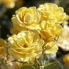 'Joyful Sunshine' Hybrid Tea Rose 1 'Joyful Sunshine' Hybrid Tea Rose -Roots jope04100 joyful sunshine