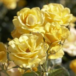 'Joyful Sunshine' Hybrid Tea Rose