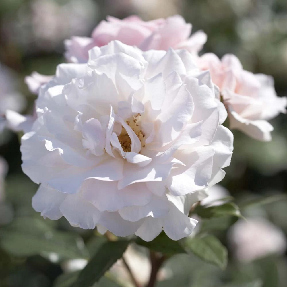 'A Whiter Shade Of Pale' Hybrid Tea Rose 3 'A Whiter Shade Of Pale' Hybrid Tea Rose