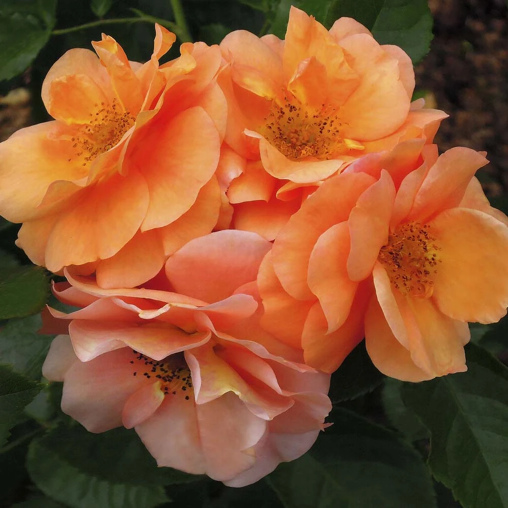 'Together Forever' Floribunda Rose 3 'Together Forever' Floribunda Rose