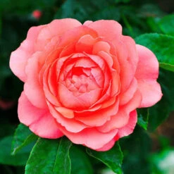 'Castle Avila' Patio Shrub Rose -Roots kose01329 palace avila