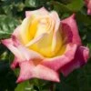 'Love And Peace' Hybrid Tea Rose 1 'Love And Peace' Hybrid Tea Rose -Roots lage00913 love peace
