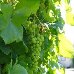 'Lakemont' Seedless Outdoor Grape Vine