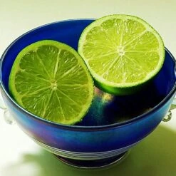 Lime Tree | Lime Of Tahiti | Grafted Mini-Stem 9 Lime Tree | Lime Of Tahiti | Grafted Mini-Stem -Roots limetree4