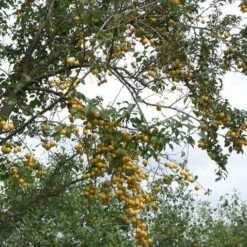 Mirabelle De Nancy Plum Tree 13 Mirabelle De Nancy Plum Tree -Roots mirabelle de nancy trees