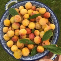 Mirabelle De Nancy Plum Tree 17 Mirabelle De Nancy Plum Tree -Roots mirabelledenancy