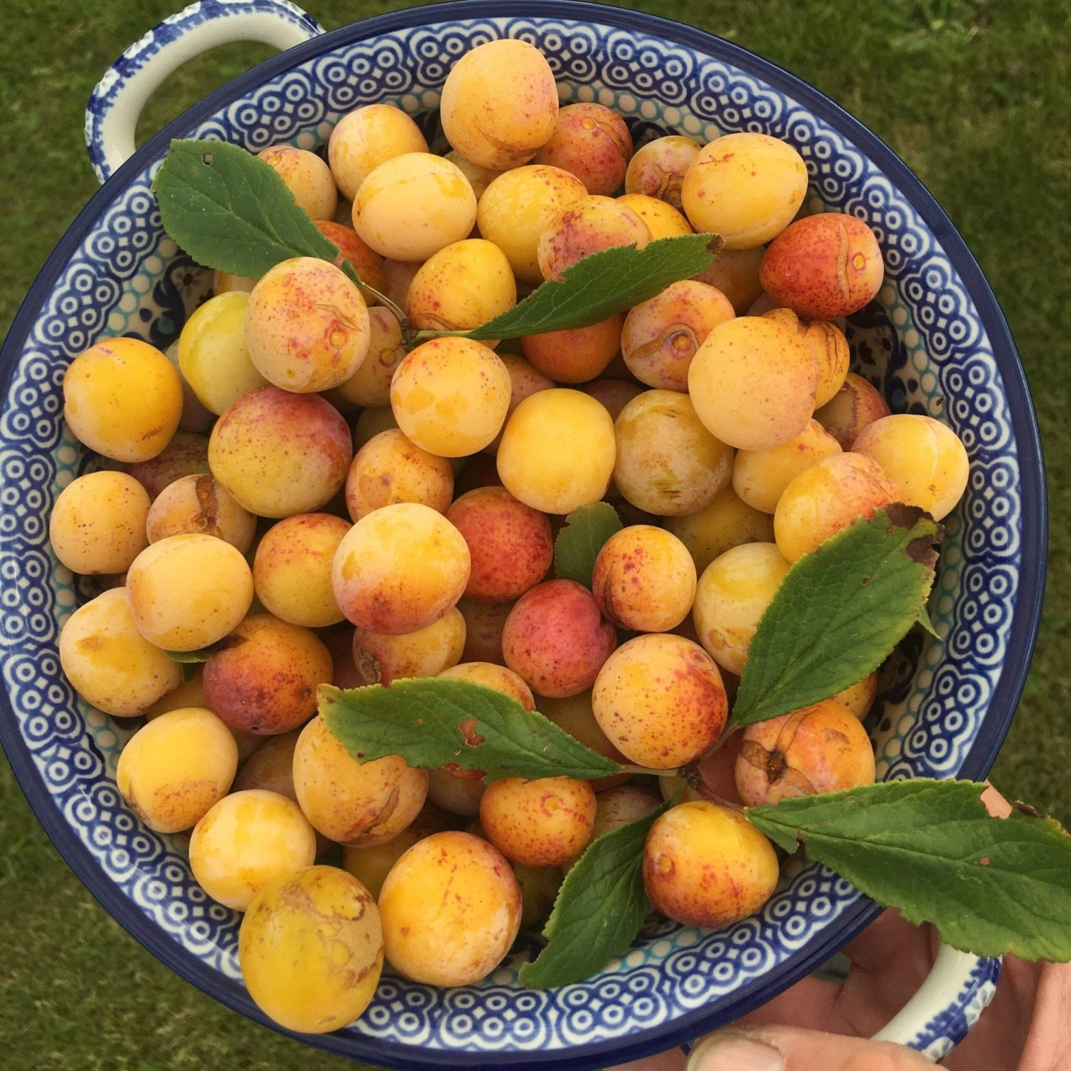 Mirabelle De Nancy Plum Tree 9 Mirabelle De Nancy Plum Tree - Image 7