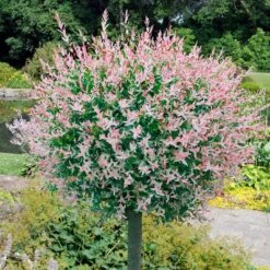 New Release 16 Flamingo Willow Tree | Salix Integra Hakuro Nishiki