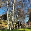 Silver Birch Tree | Betula Pendula