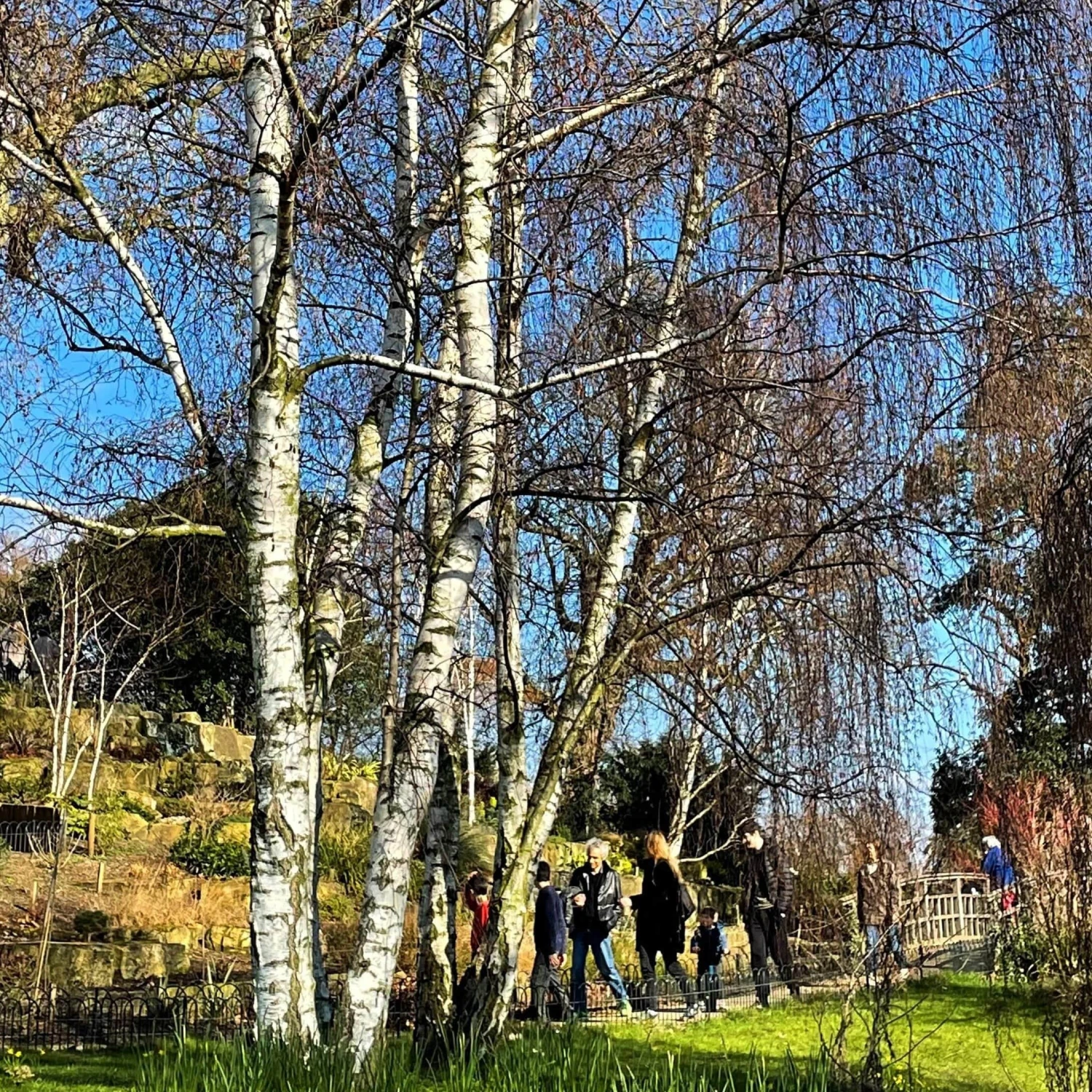 Silver Birch Tree | Betula Pendula 2 Silver Birch Tree | Betula Pendula