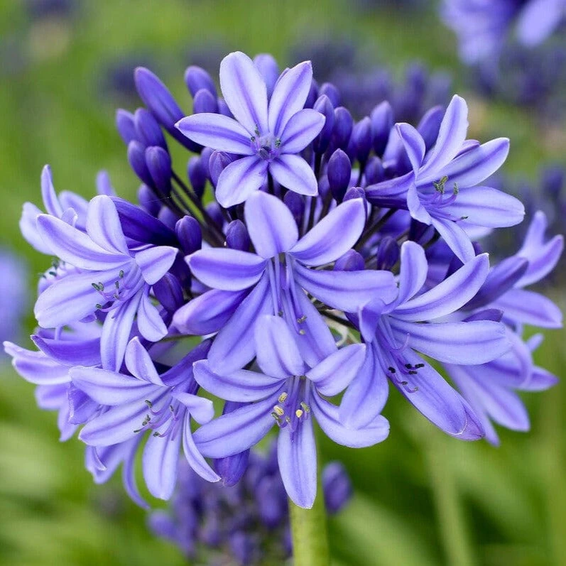 Agapanthus 'Pretty Heidy' | 7.5L 3 Agapanthus 'Pretty Heidy' | 7.5L