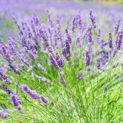 English Lavender | Lavandula Angustifolia 7 English Lavender | Lavandula Angustifolia -Roots oldenglish2