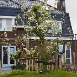 Conference Pear Tree 14 Conference Pear Tree -Roots pear add1 5012c709 f2ae 4948 a0f1 3ab9e51cd759