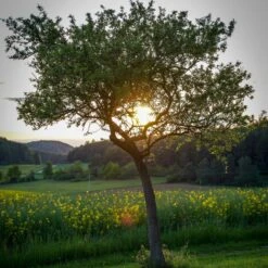 Williams Bon Chrétien Pear Tree 14 Williams Bon Chrétien Pear Tree -Roots peartree