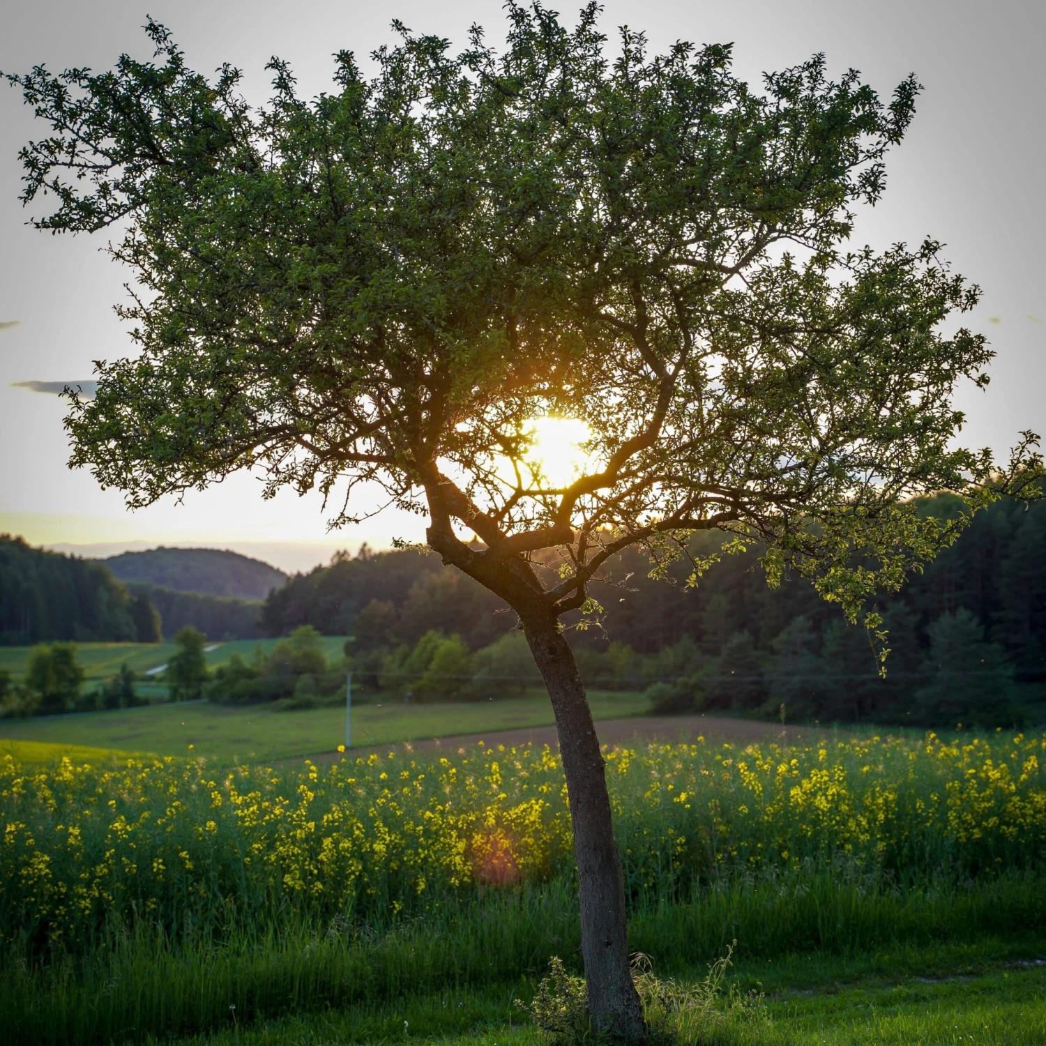 Williams Bon Chrétien Pear Tree 8 Williams Bon Chrétien Pear Tree - Image 6