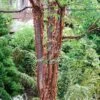 Paperbark Maple Tree | Acer Griseum -Roots phbe04468
