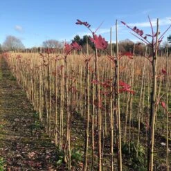 Pink Pagoda Rowan Tree | Sorbus Hupehensis -Roots pinkpagodarowan