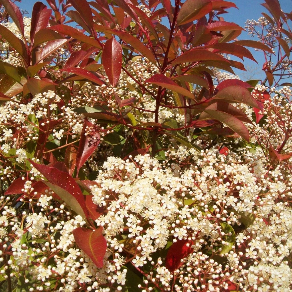 Photinia 'Red Robin' 8 Photinia 'Red Robin' - Image 6