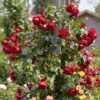 'Florentina' Climbing Rose 1 'Florentina' Climbing Rose -Roots rera05260 florentina