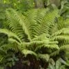 Tassel Fern | Polystichum Polyblepharum 2 Tassel Fern | Polystichum Polyblepharum -Roots rera05924v2