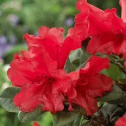 Best Shrubs For Shade -Roots rhodo de806ad1 c6ba 4cd2 9c93 a143f6486098