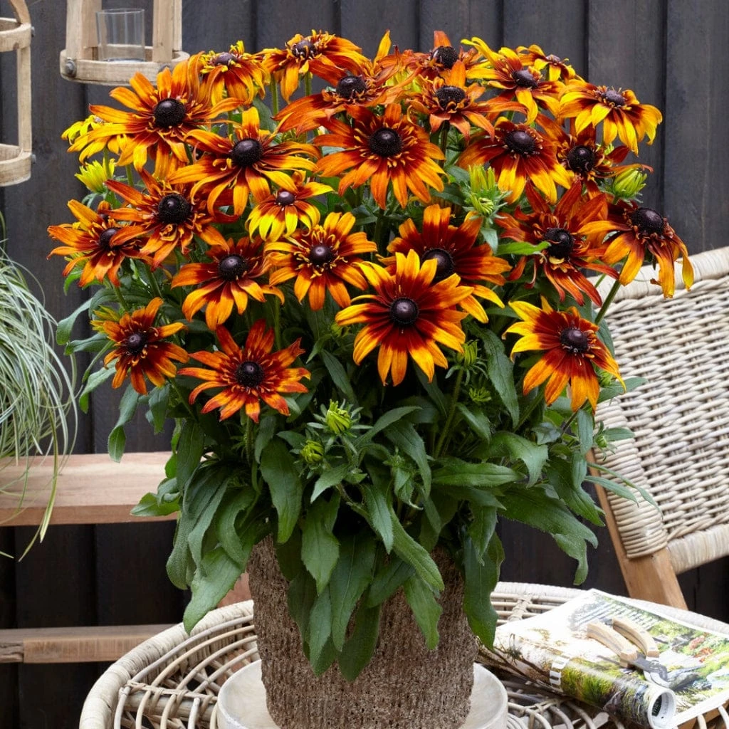 Rudbeckia 'Summerina Fringle Fudge' 3 Rudbeckia 'Summerina Fringle Fudge'