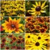 Ultimate Rudbeckia Collection -Roots rudbeckiacollection 1 4156ca94 d543 4ef9 b625 37824ddc06f8