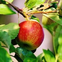 Best Apple Trees For Any Purpose | Growers' Choice 12 Best Apple Trees For Any Purpose | Growers' Choice -Roots scrumptiousapple b3f96318 f1b6 418c 9d63 d2d1a806f6cb