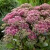 Sedum 'Class Act' 1 Sedum 'Class Act' -Roots sedumCA 1 9f935fe5 7f7d 4cce 9672 f0555ac51255