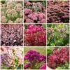 Ultimate Sedum Collection