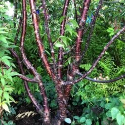Multi Stem Tibetan Cherry Tree | Prunus Serrula 9 Multi Stem Tibetan Cherry Tree | Prunus Serrula -Roots serrula multstem