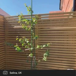 Silver Birch Tree | Betula Pendula 17 Silver Birch Tree | Betula Pendula -Roots silver birch ugc