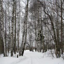 Silver Birch Tree | Betula Pendula 15 Silver Birch Tree | Betula Pendula -Roots silverbirch3