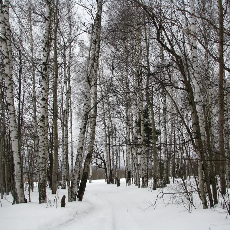 Silver Birch Tree | Betula Pendula 7 Silver Birch Tree | Betula Pendula - Image 6