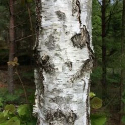 Silver Birch Tree | Betula Pendula 11 Silver Birch Tree | Betula Pendula -Roots silverbirch7