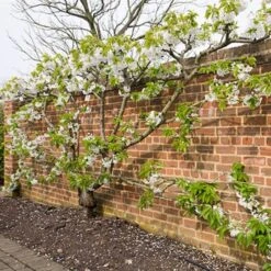 Sunburst Cherry Tree 15 Sunburst Cherry Tree -Roots sunburstfantrained
